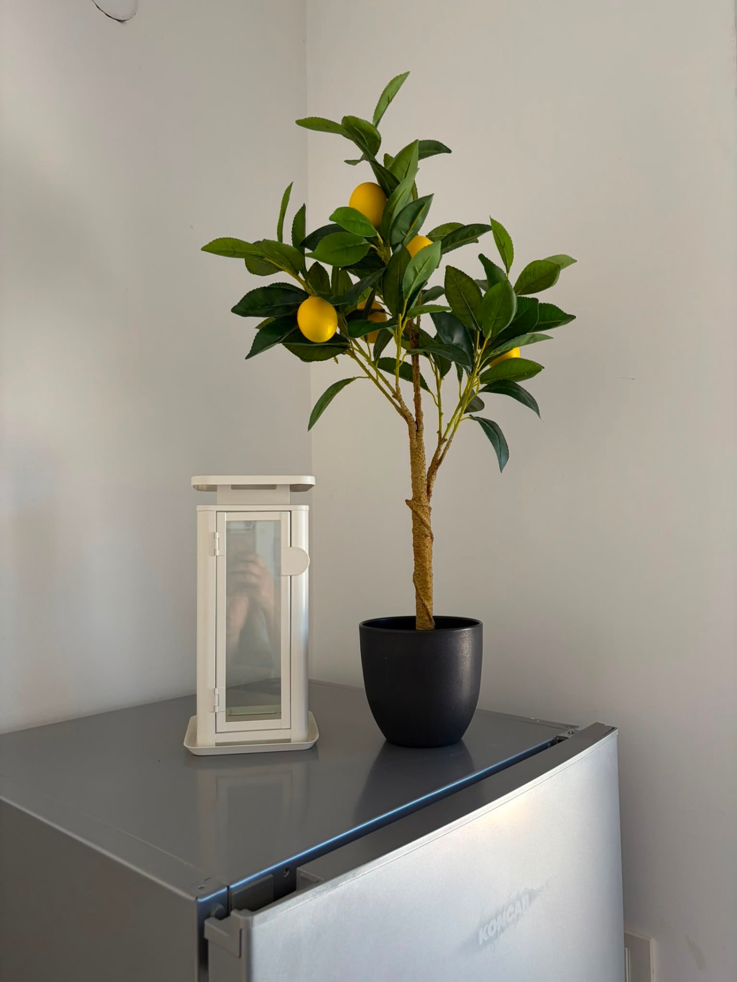 Lemon tree and lantern on the fridge